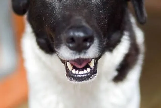 Przyjazny Apollo, biało-czarny, wysoki psiak szuka