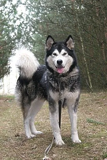 Nixi piękna, duża, wesoła suczka alaskan malamute