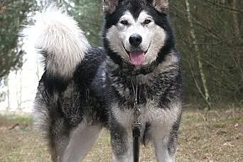 Nixi piękna, duża, wesoła suczka alaskan malamute 