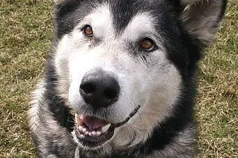 Nixi piękna, duża, wesoła suczka alaskan malamute 