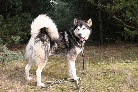 Nixi piękna, duża, wesoła suczka alaskan malamute 
