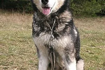 Nixi piękna, duża, wesoła suczka alaskan malamute 