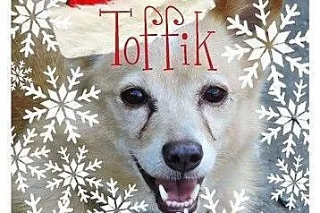 Kochany Święty Mikołaju, mam jedno marzenie- DOM!,