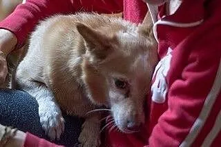 Kochany Święty Mikołaju, mam jedno marzenie- DOM!,