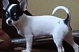 Chihuahua- mini z rodowodem!!, Krusin