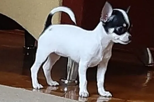 Chihuahua- mini z rodowodem!!, Krusin
