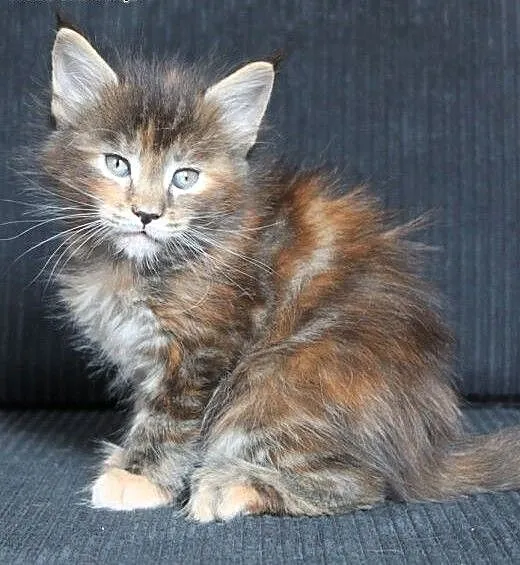 Cudna koteczka Maine Coon po Championach, dolnoś