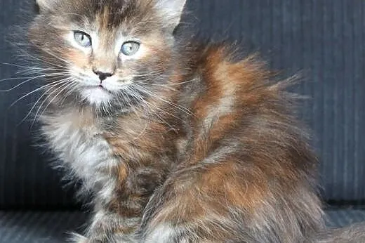 Cudna  koteczka Maine Coon po Championach,  dolnoś