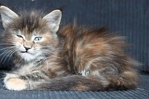 Cudna  koteczka Maine Coon po Championach,  dolnoś