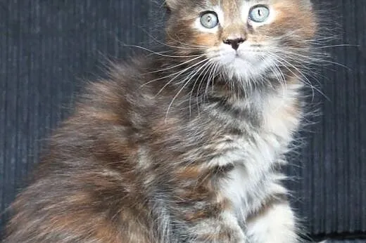 Cudna  koteczka Maine Coon po Championach,  dolnoś