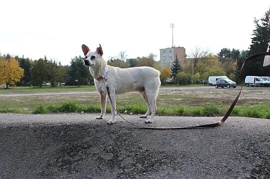 STAŚ- jak kocha to na zabój - ten cudak czeka na Ciebie! :), Łódzkie, Łódź