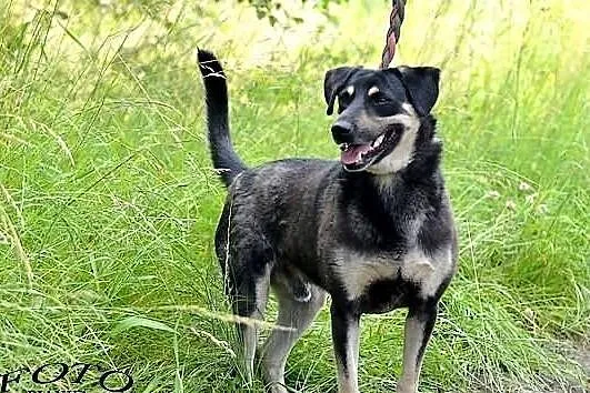 Waki - przyjacielski i kontaktowy ale bezdomny