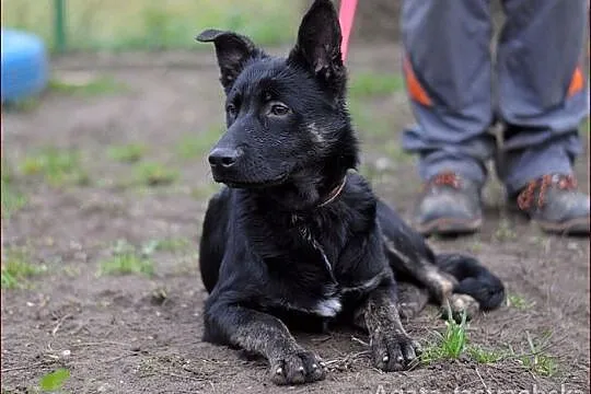 Demonek - psie dziecko oddane do schroniska z powo