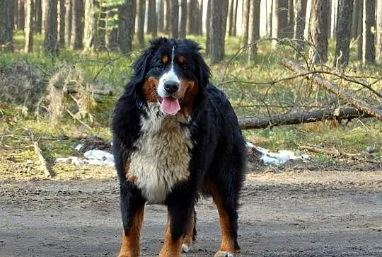 Berneński pies pasterski piękna suczka Hermiona z , Częstochowa