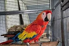 Para Ara Macao
