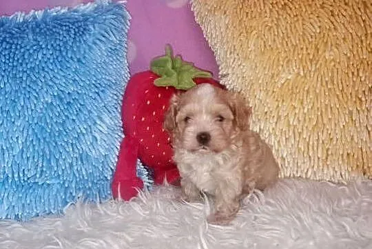 Maltipoo, Pudel Tecup RED BROWN & Maltańczyk -piesek mini