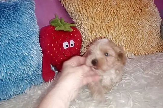 Maltipoo, Pudel Tecup RED BROWN & Maltańczyk -piesek mini, Opolskie, Opole