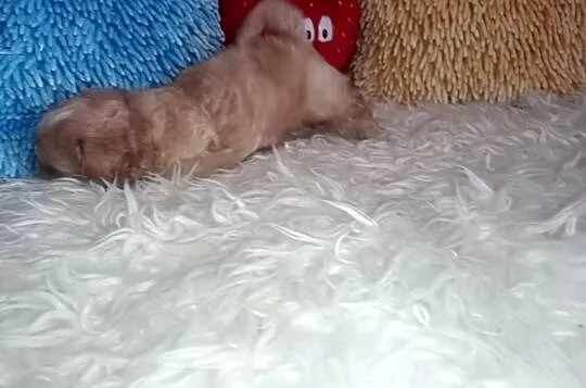 Maltipoo, Pudel Tecup RED BROWN & Maltańczyk -piesek mini, Opolskie, Opole