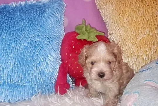 Maltipoo, Pudel Tecup RED BROWN & Maltańczyk -piesek mini, Opolskie, Opole
