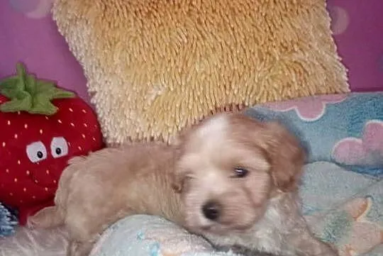 Maltipoo, Pudel Tecup RED BROWN & Maltańczyk -piesek mini, Opolskie, Opole