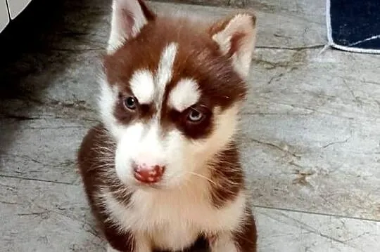 Syberian Husky