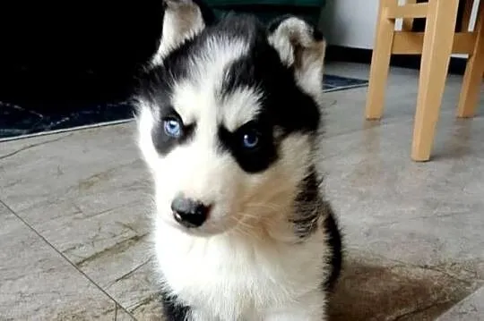 Syberian Husky, Wielkopolskie, Gostyń