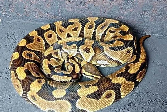 Pyton Królewski, dorosła samica Yellow Belly