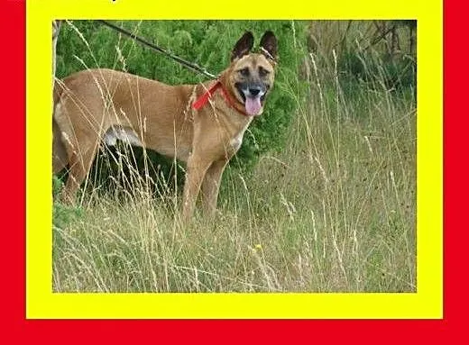 Duży,gładkowłosy,spragniony bliskości,grzeczny,pos