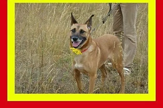 Duży,gładkowłosy,spragniony bliskości,grzeczny,pos
