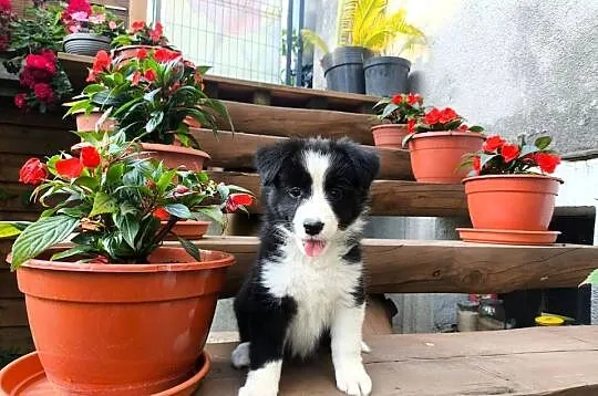 Suczka Border collie czarno-biała z rodowodem z domowej hodowli