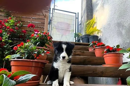 Suczka Border collie czarno-biała z rodowodem z domowej hodowli, Podkarpackie, Rymanów