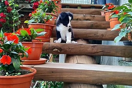 Suczka Border collie czarno-biała z rodowodem z domowej hodowli, Podkarpackie, Rymanów