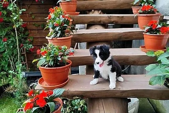 Suczka Border collie czarno-biała z rodowodem z domowej hodowli, Podkarpackie, Rymanów