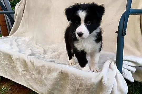 Suczka Border collie czarno-biała z rodowodem z domowej hodowli, Podkarpackie, Rymanów
