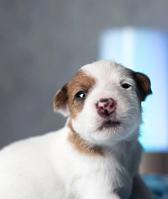 Szczenięta Parson Russell Terrier, Mazowieckie, Warszawa