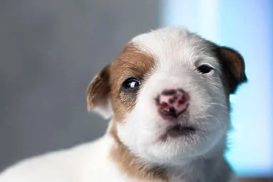 Szczenięta Parson Russell Terrier, Mazowieckie, Warszawa