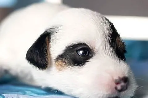 Szczenięta Parson Russell Terrier, Mazowieckie, Warszawa