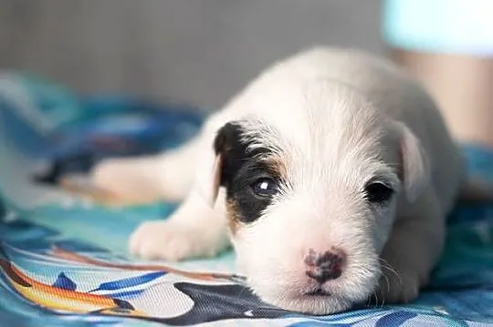 Szczenięta Parson Russell Terrier, Mazowieckie, Warszawa