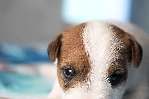 Szczenięta Parson Russell Terrier, Mazowieckie, Warszawa