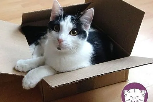 Psotny PSIKUS prosi o domek! ,  mazowieckie Warsza