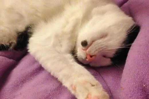 Psotny PSIKUS prosi o domek! ,  mazowieckie Warsza