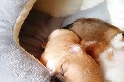 chihuahua szczenięta piesek