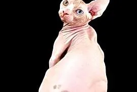 Sfinks (sphynx) kanadyjski chłopiec