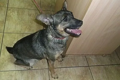 Żabcia już prawie trzy lata szuka domu ...,  dolnośląskie Wrocław