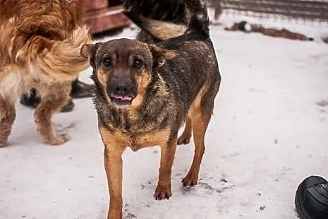 Żabcia już prawie trzy lata szuka domu ...,  dolno