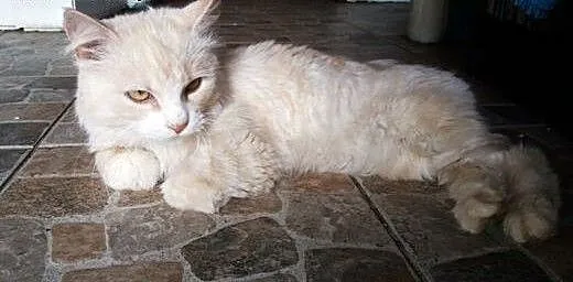 Puchacz to koci indywidualista, szuka nowego domu,