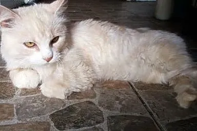 Puchacz to koci indywidualista, szuka nowego domu,