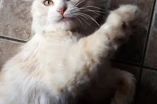 Puchacz to koci indywidualista, szuka nowego domu,