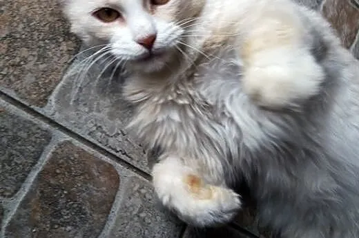 Puchacz to koci indywidualista, szuka nowego domu,