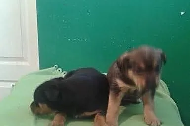 Szczeniaki 7 tyg. suczki średnie docelowo.ADOPCJA